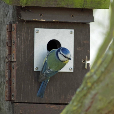 A blue tit outside a nest box