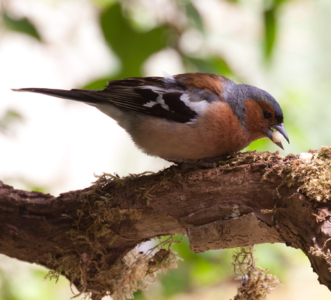 A chaffinch feeding on a mossy branch