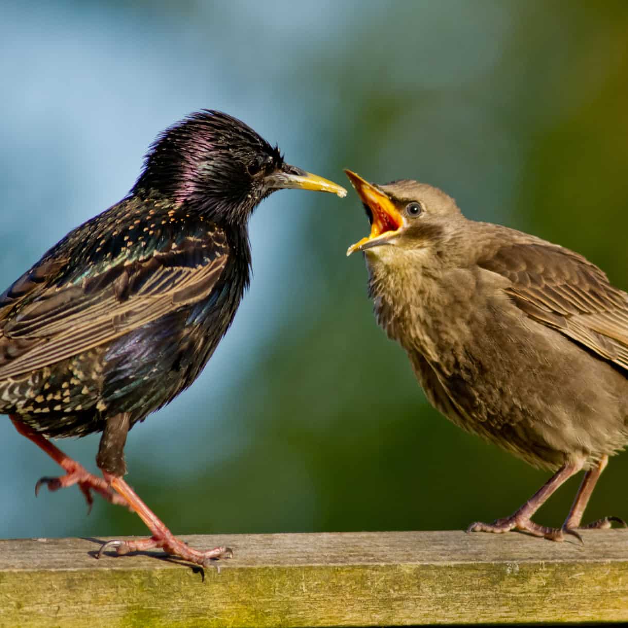 A starling and a fledgling