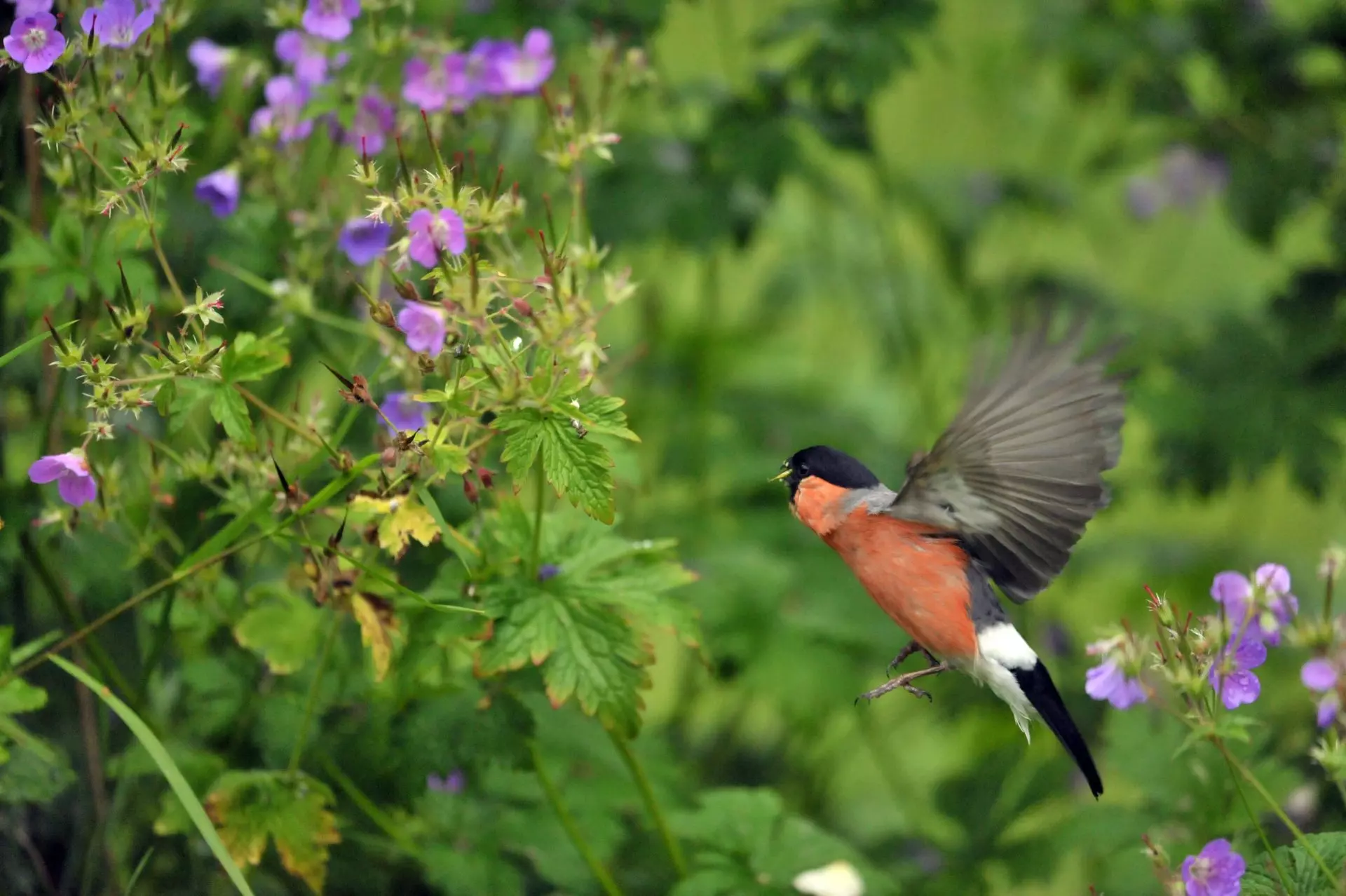 A hovering bullfinch