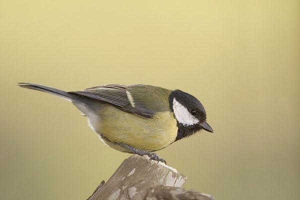 A great tit