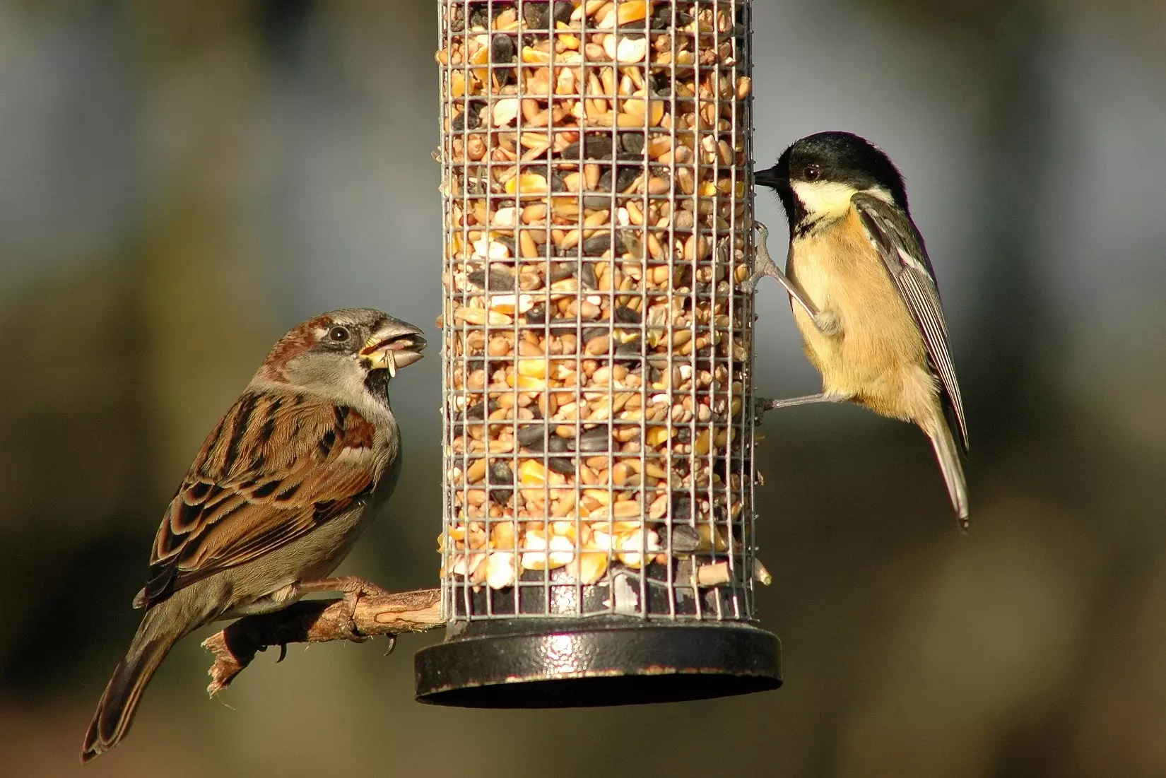 A house sparrow and a coal tit on a bird feeder