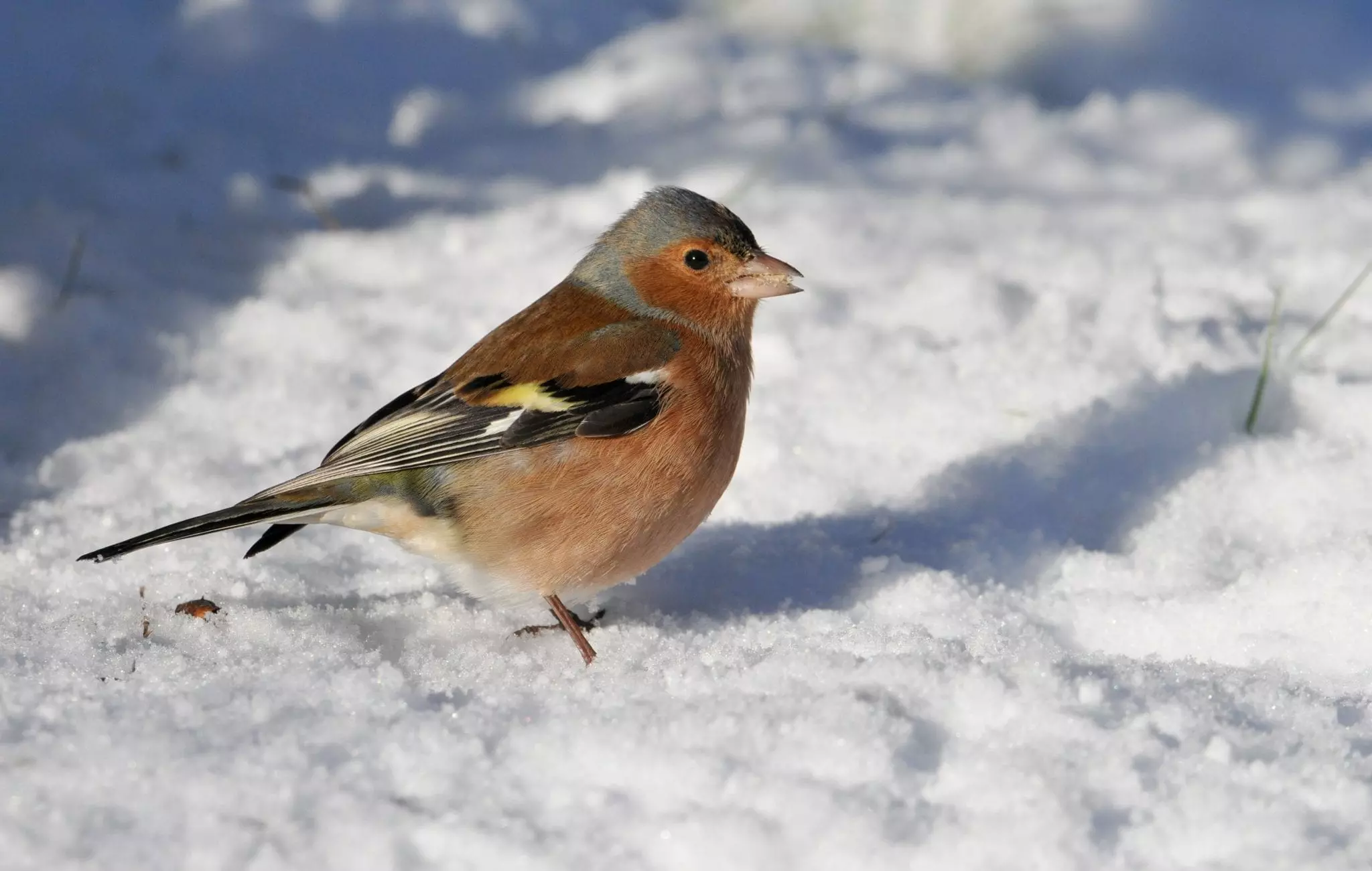 Chaffinch in snow