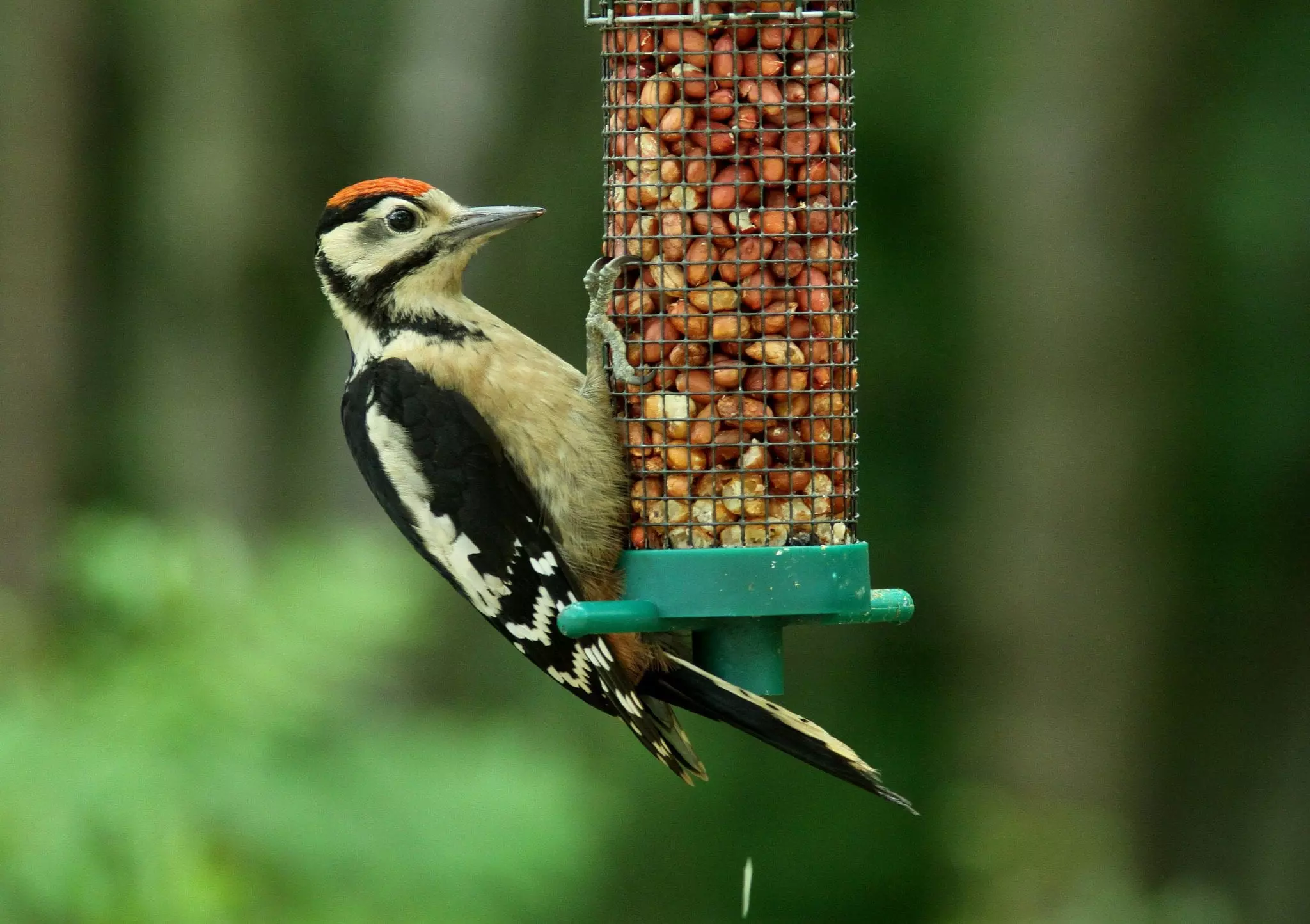 Great spotted woodpecker on a peanut feeder