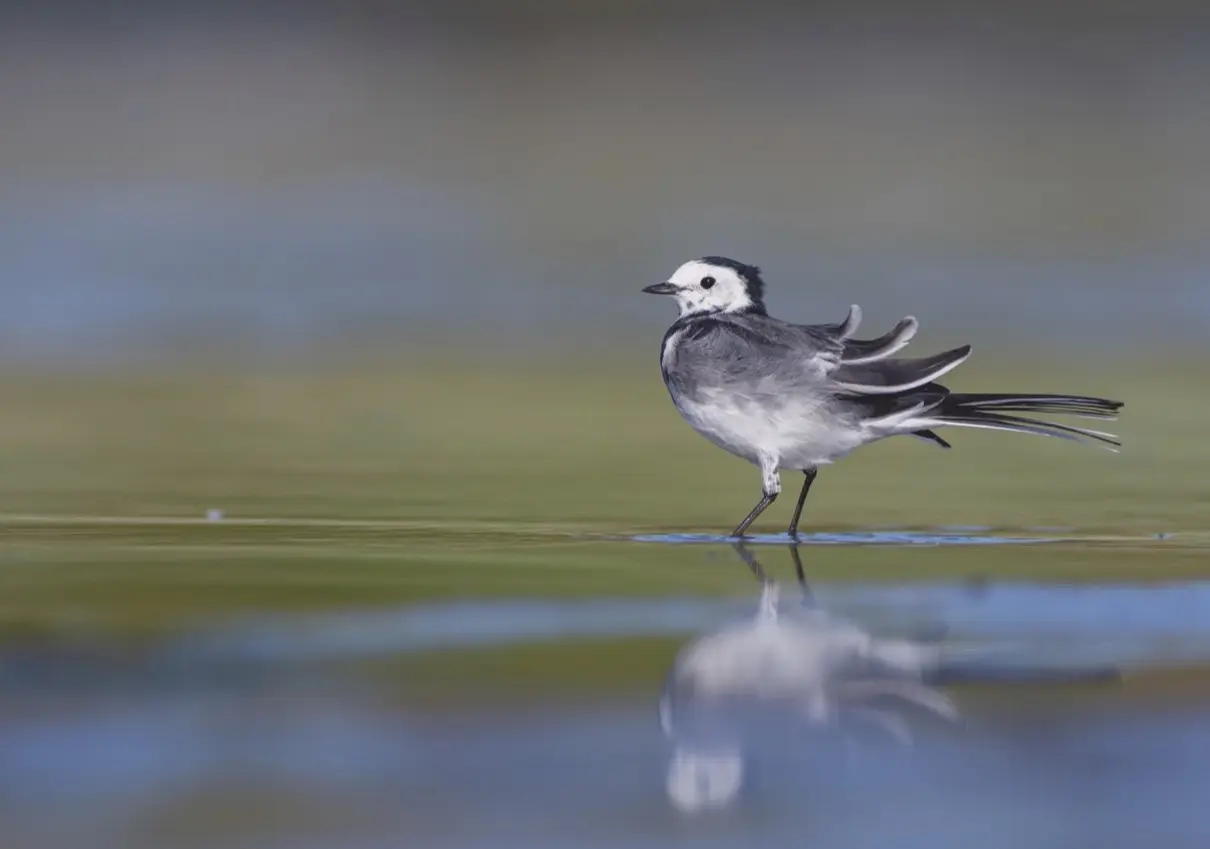 A windswept pied wagtail in water