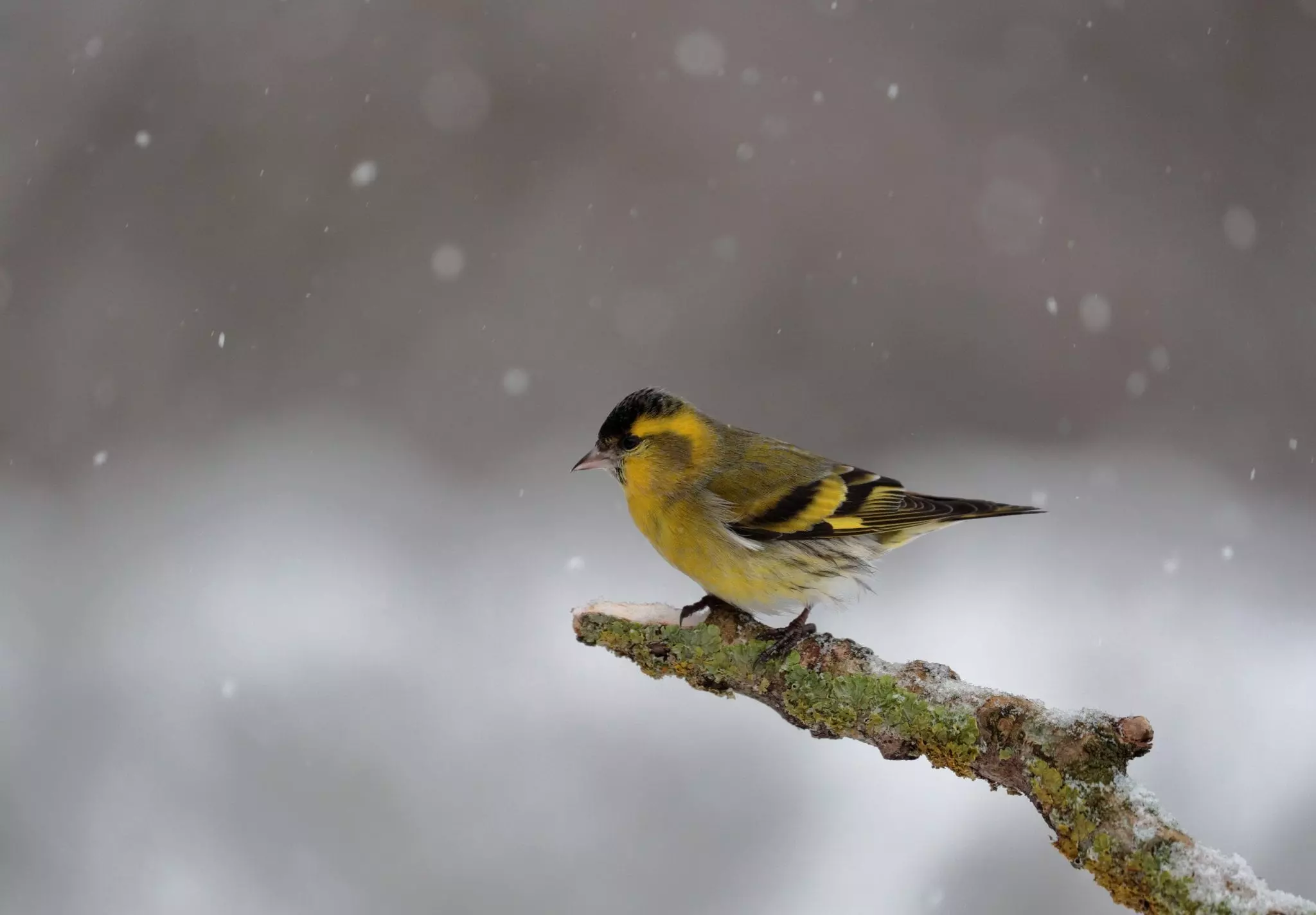 A siskin in the snow