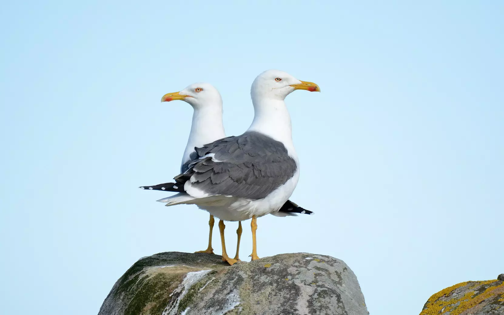 Two black-backed gulls on a rock