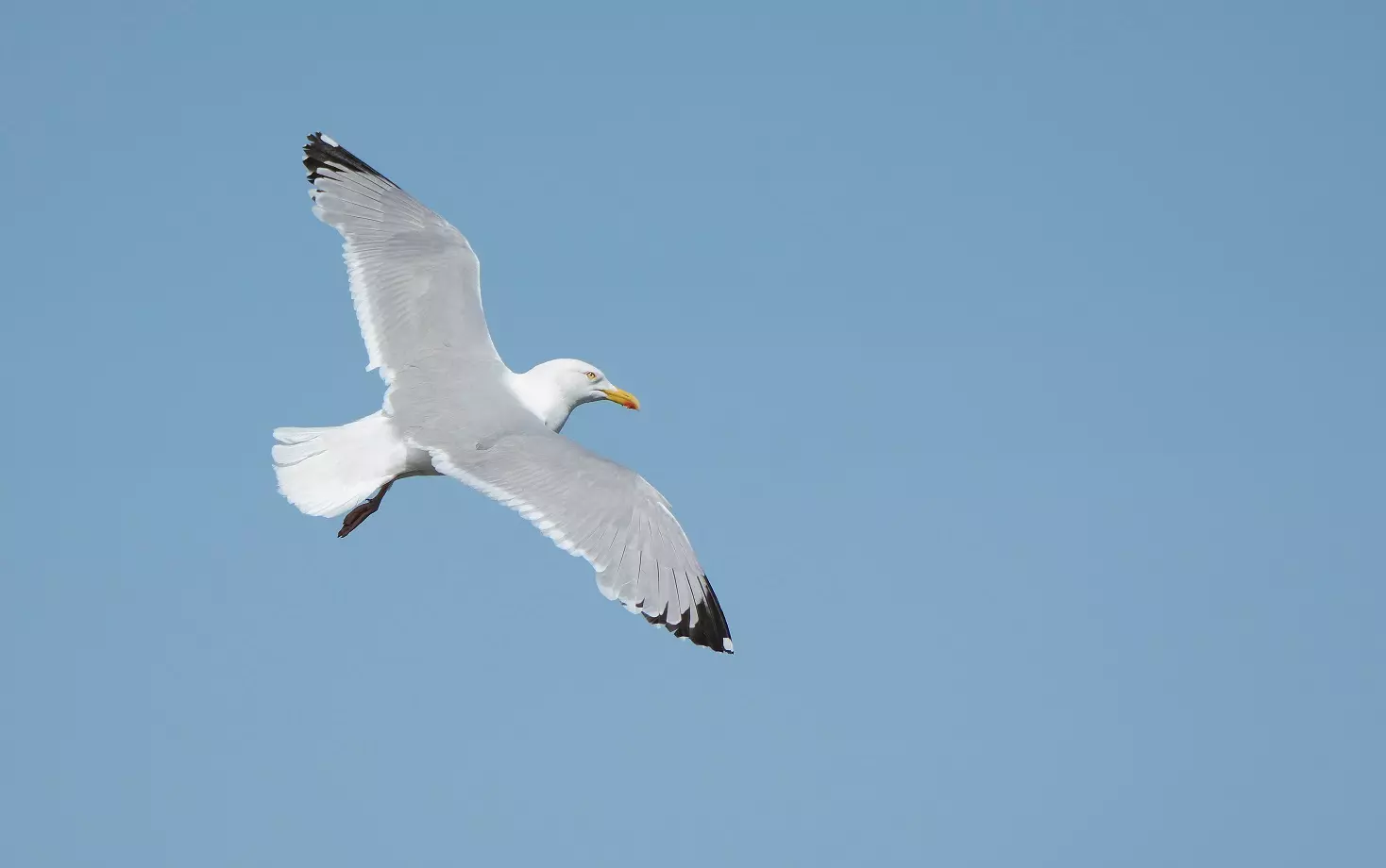 A herring gull in flight