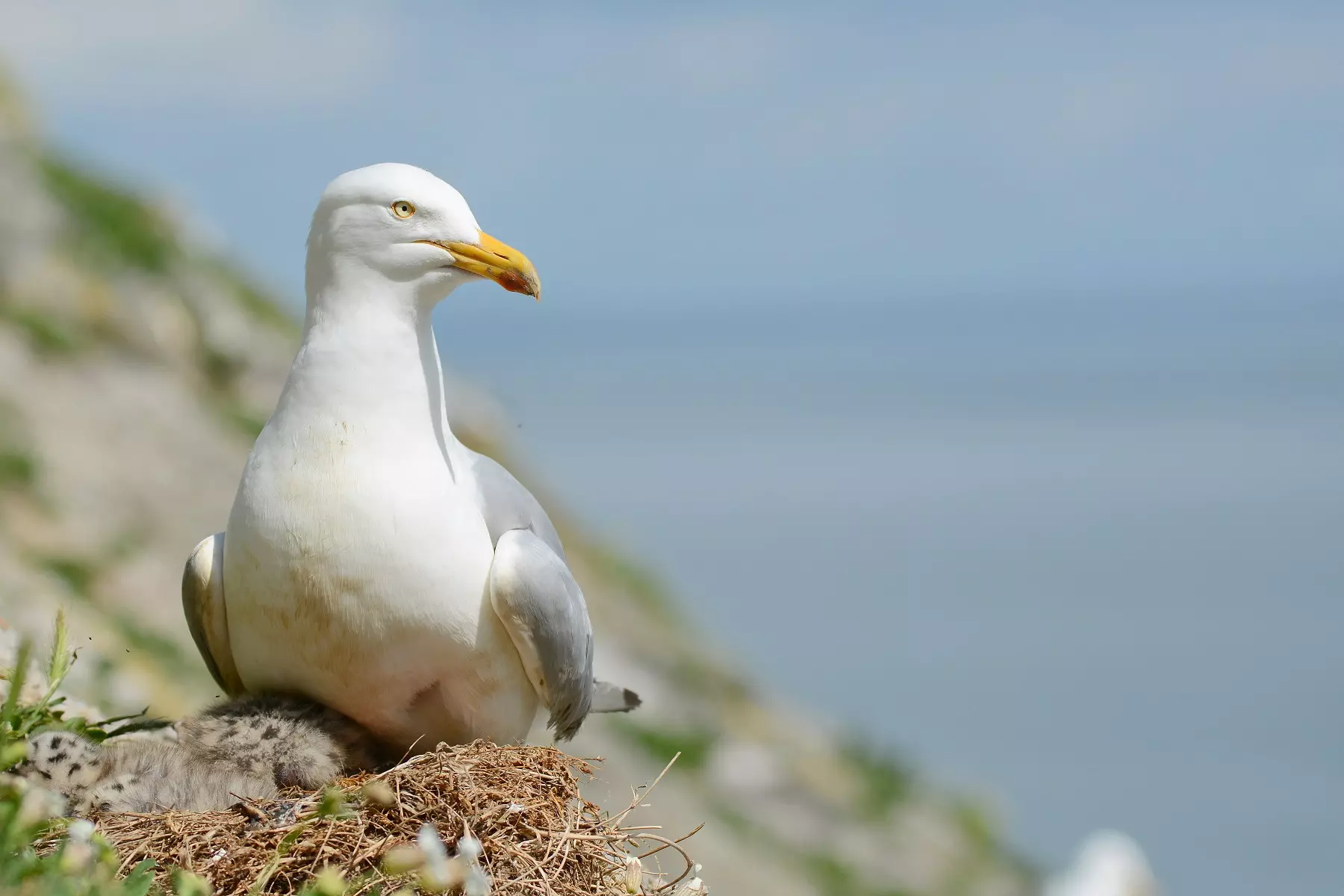 A nesting herring gull and chicks