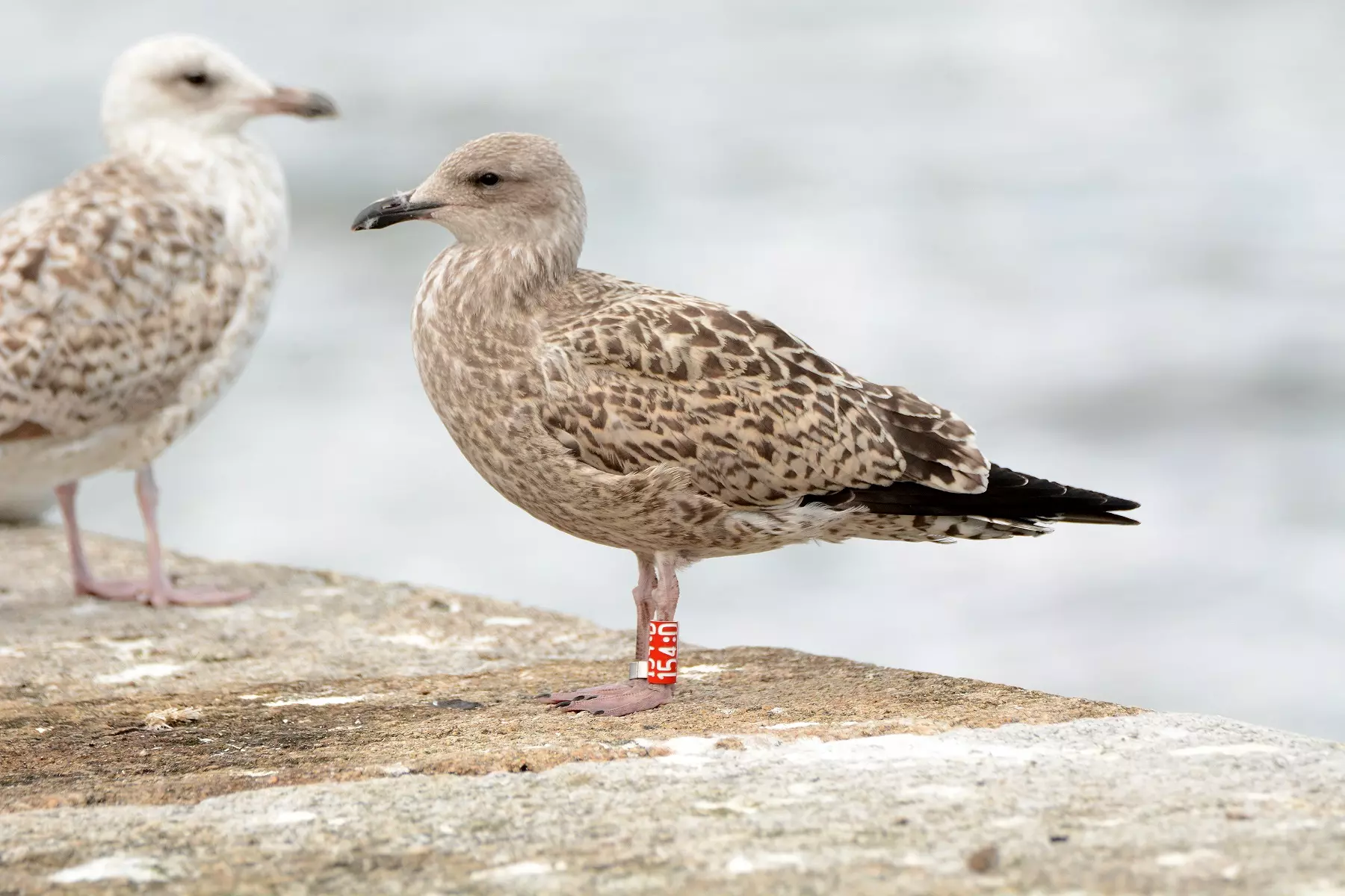 A tagged herring gull